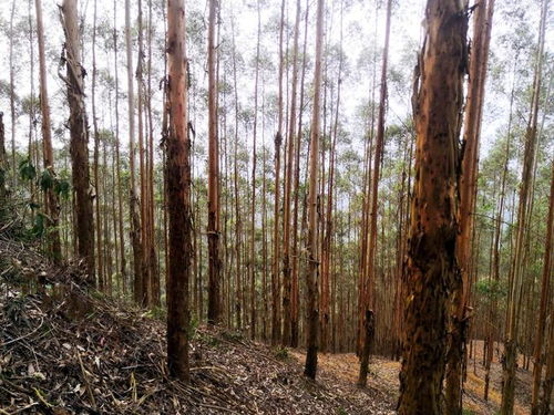 廣西桉樹 生物多樣性保護、生態(tài)平衡與木材安全的三維博弈